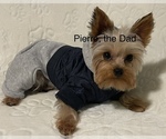 Small Photo #1 Yorkshire Terrier Puppy For Sale in MILWAUKEE, WI, USA