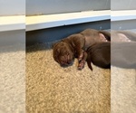 Small Photo #25 Labrador Retriever Puppy For Sale in ASHEVILLE, NC, USA