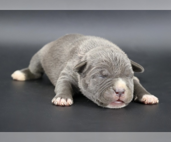 Medium Photo #1 American Bully Puppy For Sale in CHAMPAIGN, IL, USA