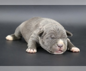 American Bully Puppy for sale in CHAMPAIGN, IL, USA
