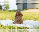 Small Photo #8 Cavapoo Puppy For Sale in WARSAW, IN, USA