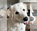 Small #5 Great Pyrenees