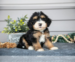Puppy Archer Bernedoodle (Miniature)
