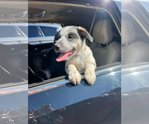 Medium Photo #3 Labrador Retriever-Unknown Mix Puppy For Sale in Westwood, NJ, USA