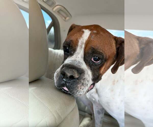 Medium Photo #8 Boxer Puppy For Sale in Dumont, NJ, USA