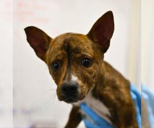 Mutt Dogs for adoption in San Antonio, TX, USA