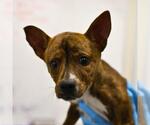 MIKASA - Female Mutt Dog for Adoption - Small photo