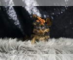 Small #6 Yorkshire Terrier