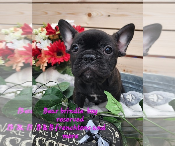 Medium Photo #1 Faux Frenchbo Bulldog Puppy For Sale in BOONE, IA, USA