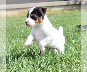 Jack-Rat Terrier Dogs for adoption in FREDONIA, KY, USA