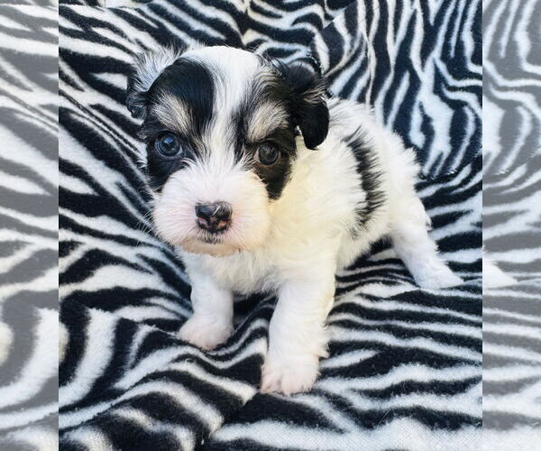 Medium Photo #2 Poodle (Miniature)-Unknown Mix Puppy For Sale in Marina Del Rey, CA, USA