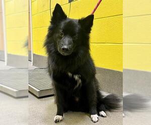 Norwegian Elkhound Dogs for adoption in Forestville, MD, USA