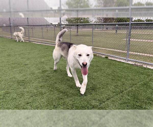 Medium Photo #1 Siberian Husky-Unknown Mix Puppy For Sale in Grand Prairie, TX, USA