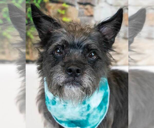 Medium Photo #6 Mutt Puppy For Sale in Kennesaw, GA, USA