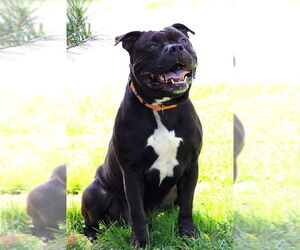 American Pit Bull Terrier Dogs for adoption in Evansville, IN, USA