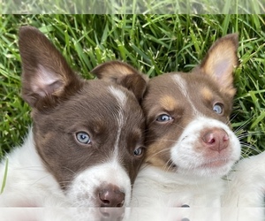 Australian Shepherd Puppy for sale in CHESTERFIELD, MI, USA