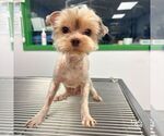 Small #1 Mutt