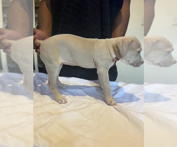 Medium Photo #4 American Bully Puppy For Sale in DUNDALK, MD, USA