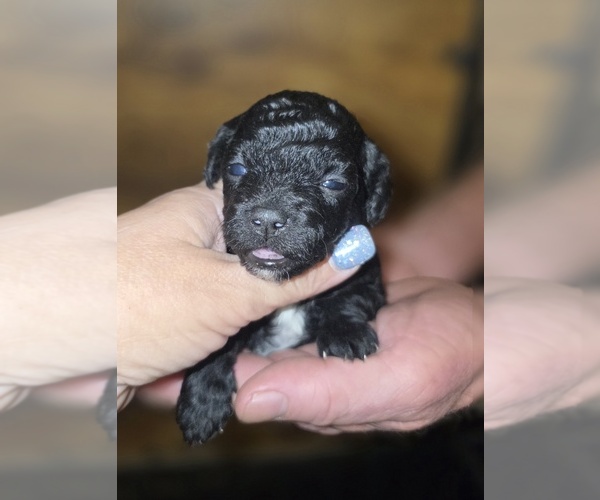 Medium Photo #9 Poodle (Toy) Puppy For Sale in DYERSBURG, TN, USA