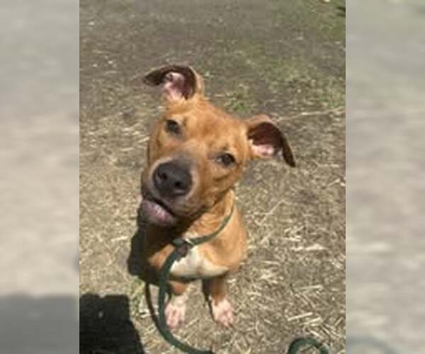 Medium Photo #5 Mutt Puppy For Sale in Crete, IL, USA