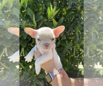 Small Photo #9 French Bulldog Puppy For Sale in VALLEJO, CA, USA