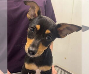 Chihuahua-Unknown Mix Dogs for adoption in Chico, CA, USA