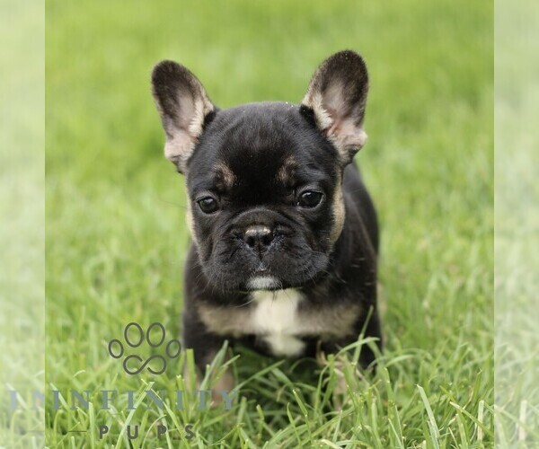 Medium Photo #4 French Bulldog Puppy For Sale in GORDONVILLE, PA, USA