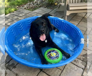 Labrador Retriever Dogs for adoption in Warrington, PA, USA