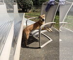 Small #6 Labrador Retriever Mix