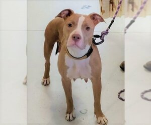 American Pit Bull Terrier-Unknown Mix Dogs for adoption in Mt. Gilead, OH, USA