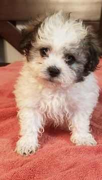 Medium Photo #1 Zuchon Puppy For Sale in SHAWNEE, KS, USA