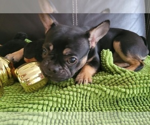 French Bulldog Puppy for sale in TAMPA, FL, USA