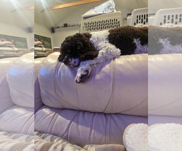 Medium Photo #2 Cocker Spaniel Puppy For Sale in Westwood, NJ, USA