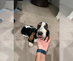 Basset Hound Puppy for sale in HUMBLE, TX, USA
