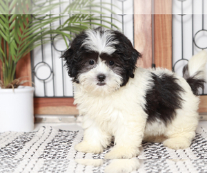 Zuchon Puppy for sale in NAPLES, FL, USA