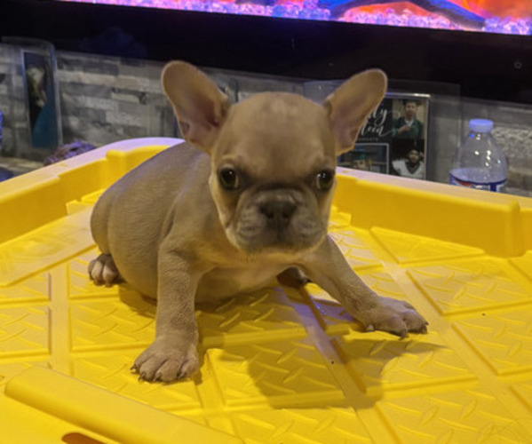 Medium Photo #2 French Bulldog Puppy For Sale in CRYSTAL CITY, TX, USA