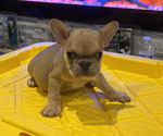 Small #1 French Bulldog