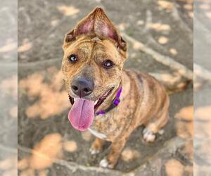 American Pit Bull Terrier-Unknown Mix Dogs for adoption in Aurora, CO, USA