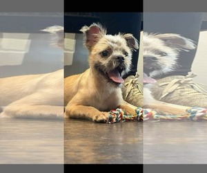 Mutt Dogs for adoption in Dallas, TX, USA