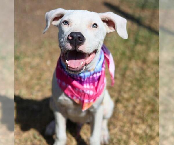 Medium Photo #1 American Staffordshire Terrier-Unknown Mix Puppy For Sale in San Antonio, TX, USA