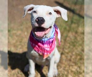 American Staffordshire Terrier-Unknown Mix Dogs for adoption in San Antonio, TX, USA