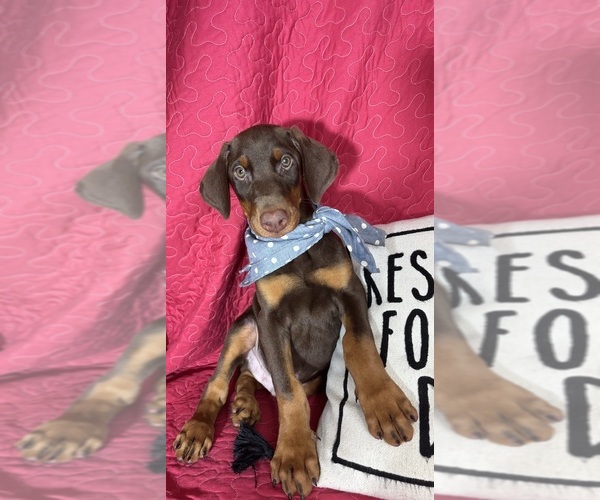 Medium Photo #5 Doberman Pinscher Puppy For Sale in GREENFIELD, IN, USA