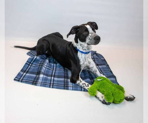 Medium Photo #6 Border Collie-Unknown Mix Puppy For Sale in Kennesaw, GA, USA