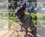 Small #2 Belgian Malinois