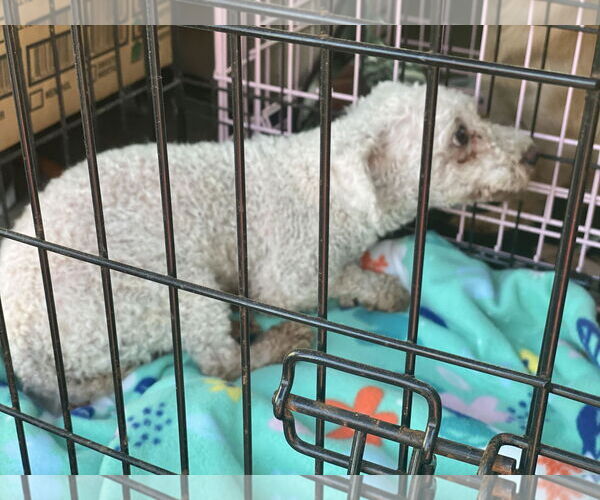 Medium Photo #4 Bichon Frise Puppy For Sale in Lewistown, PA, USA