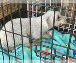 Small #3 Bichon Frise