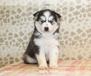 Pomsky Puppy for sale in DENVER, PA, USA