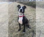 Small #2 American Staffordshire Terrier Mix