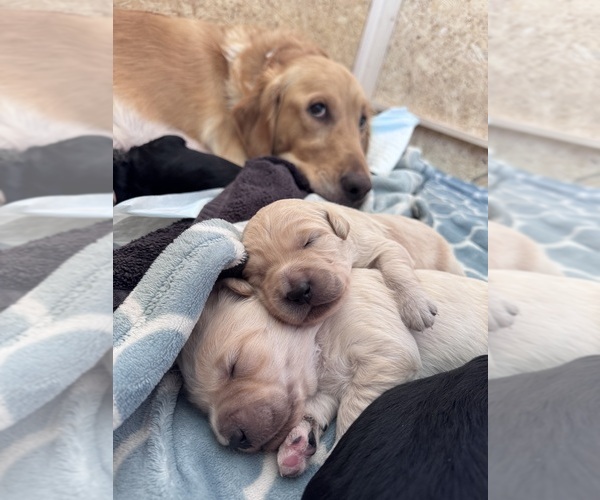 Medium Photo #29 Goldendoodle Puppy For Sale in MATTHEWS, NC, USA