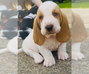 Basset Hound Puppy for sale in DALTON, GA, USA